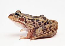 Rana americana