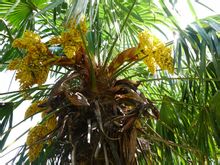Palm Fiore