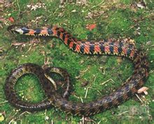 Myanmar Colubrid Snake