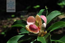 Manglietia