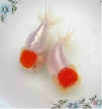 Oca rosso
