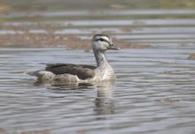 Eider