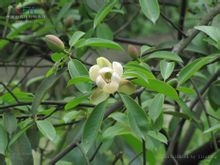 Chuandian Manglietia