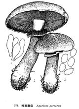 Funghi arancioni