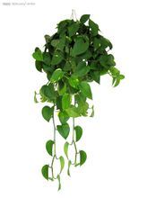 Aneto verde