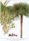 Palm bambino