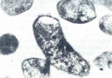 Singola proteina cellulare