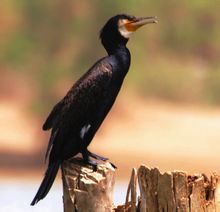 Reef Heron