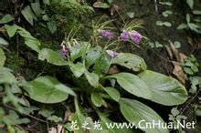 Ovale patata GESNERIACEAE