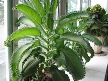 Latifolia Phoenix