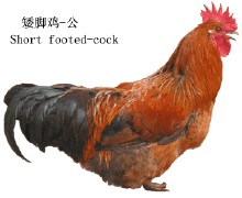 Gallo