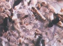 Otani scarabeo