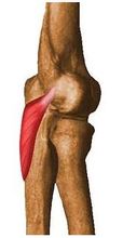 Elbow muscolare