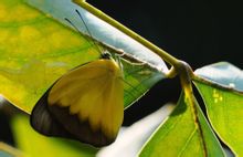 Argento farfalla ala punta