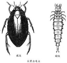 Hydraenidae Branch