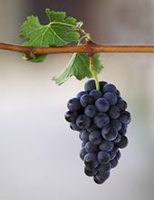 Merlot