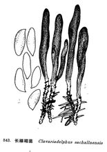 Lunga asta corallo fungo
