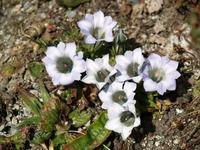Fiore grande genziana