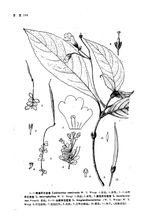 Emei appeso pietra Pseudochirita