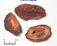 Papaia