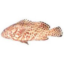 Honeycomb cernia