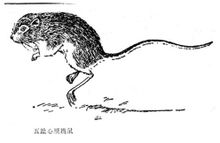 Giant bubble Allactaga mouse