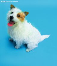 Spitz