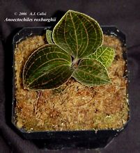 Jewel orchidea