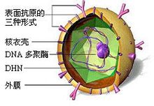 Il virus dell'epatite B