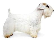 Occidente Han Terrier