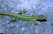 TAKYDROMUS
