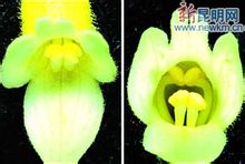 Maitreya GESNERIACEAE
