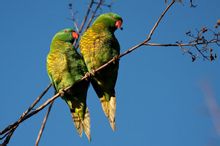 Bilance petto Lory