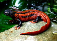 Guizhou Tylototriton