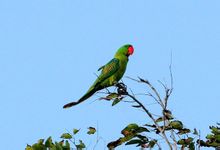 Toucan pappagallo