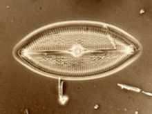 Ovate GENUS