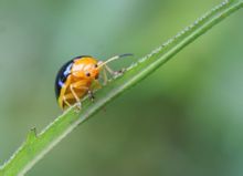 Chrysomelidae
