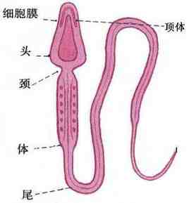 Motilità degli spermatozoi