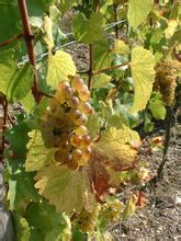 Chenin