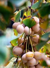 Ginkgo