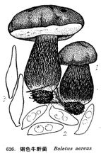 Boletus bronzo