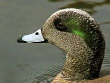 Uve petto d'anatra