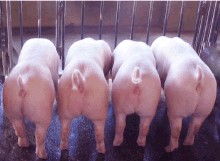 Boars
