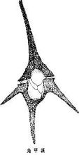 Angolo GENUS
