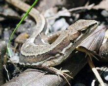 Pagherò erba lucertola