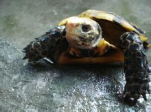 Un concavo tartarughe