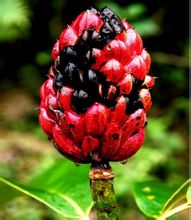 Grande magnolia frutta