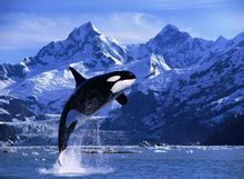 Killer whale