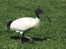 Ibis bianco