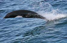 Nord Delfini bowhead